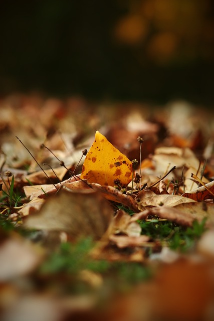 裁判因技術 裁判因技術
