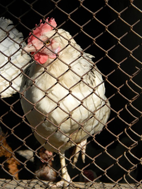 获胜的关键 获胜的关键