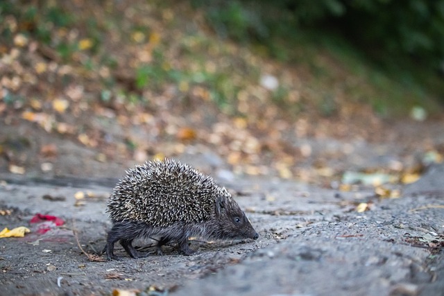 在这场比赛 在这场比赛